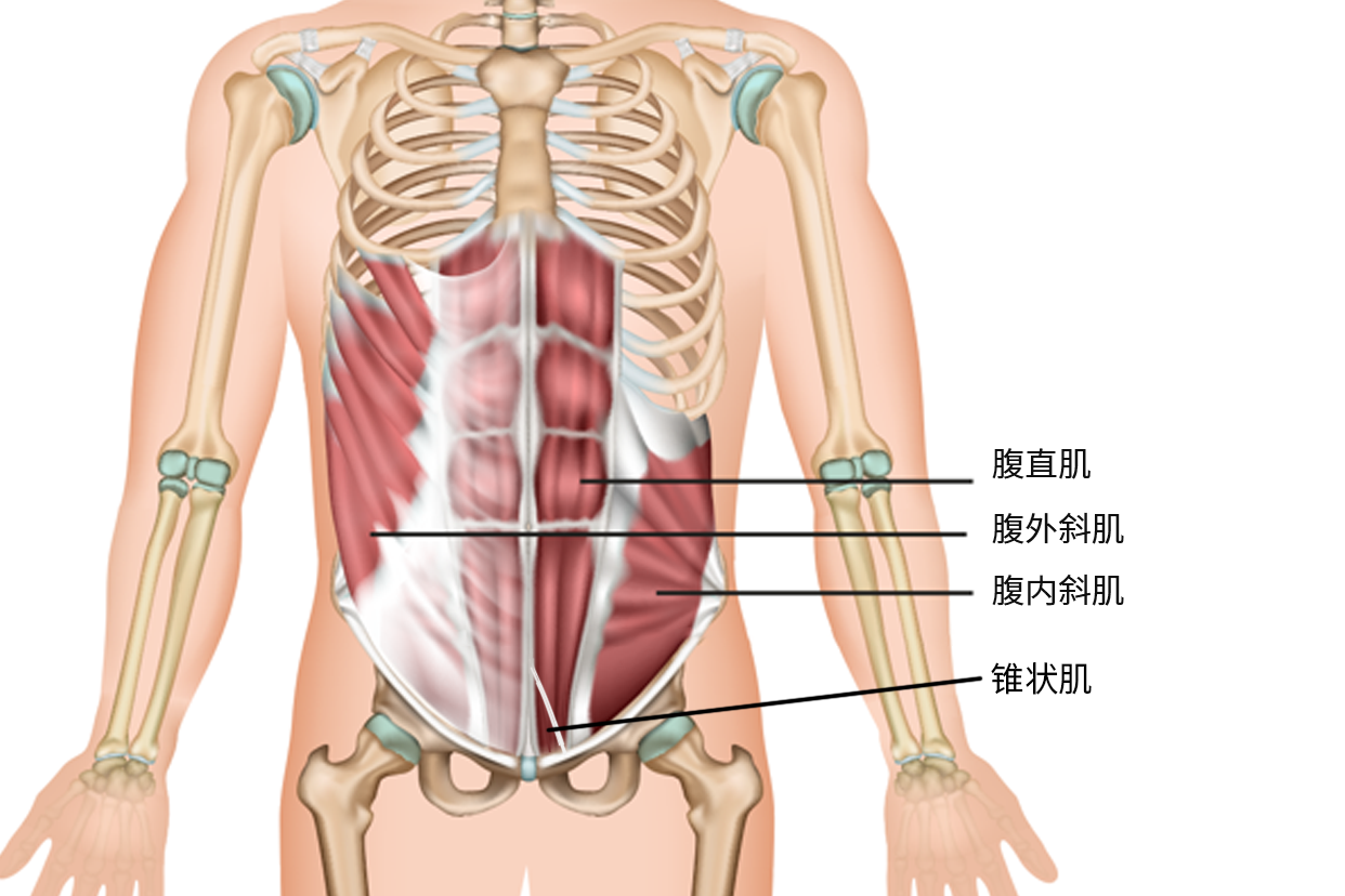 腹前壁肌解剖图