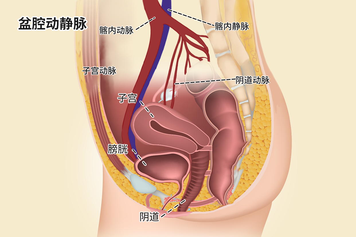 盆腔动静脉解剖图