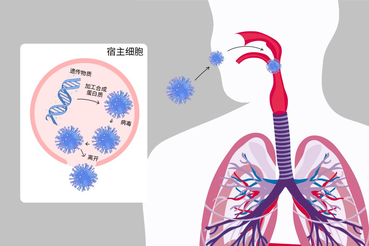 病毒感染过程示意图