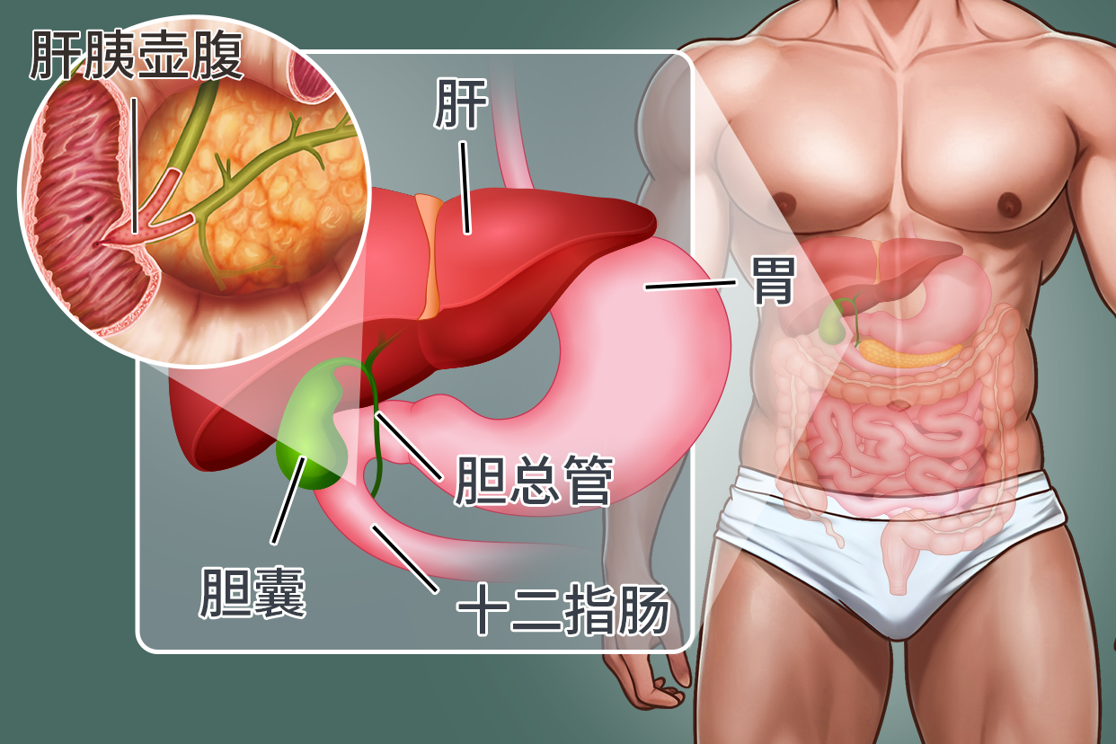 胆和胃的位置图片图片