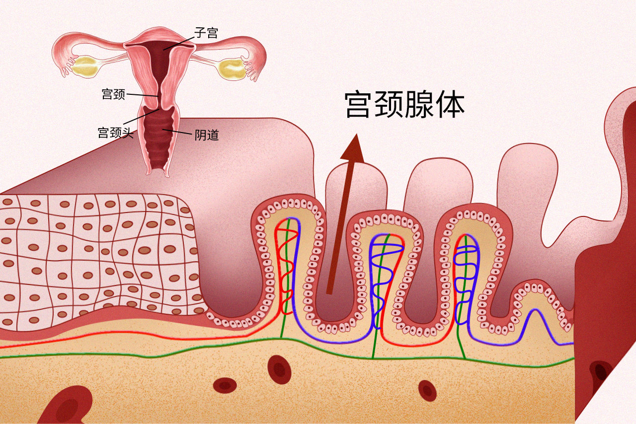 宫颈组织结构分层图片