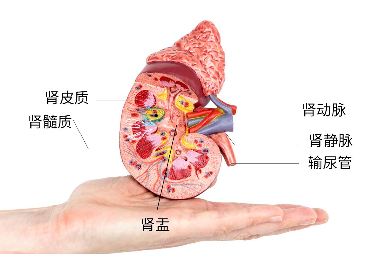 肾皮质图片