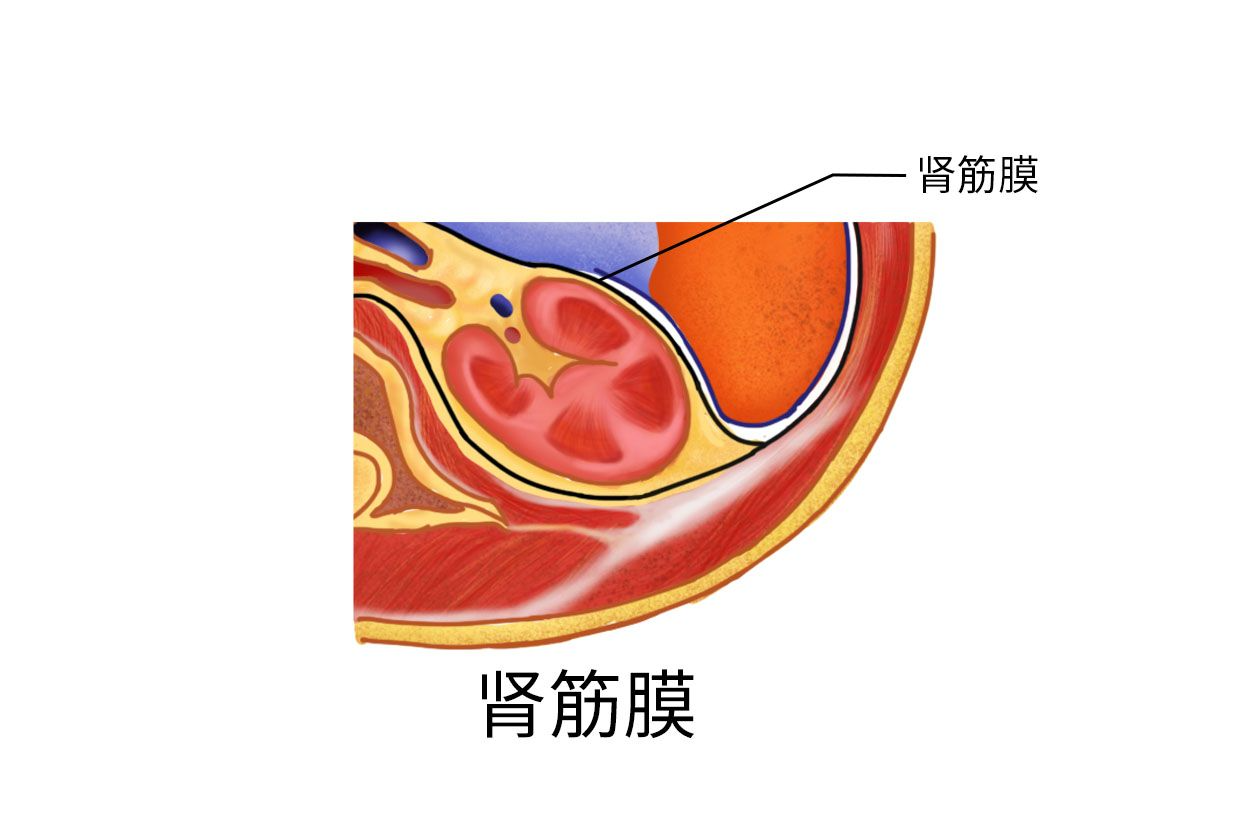 肾筋膜图片