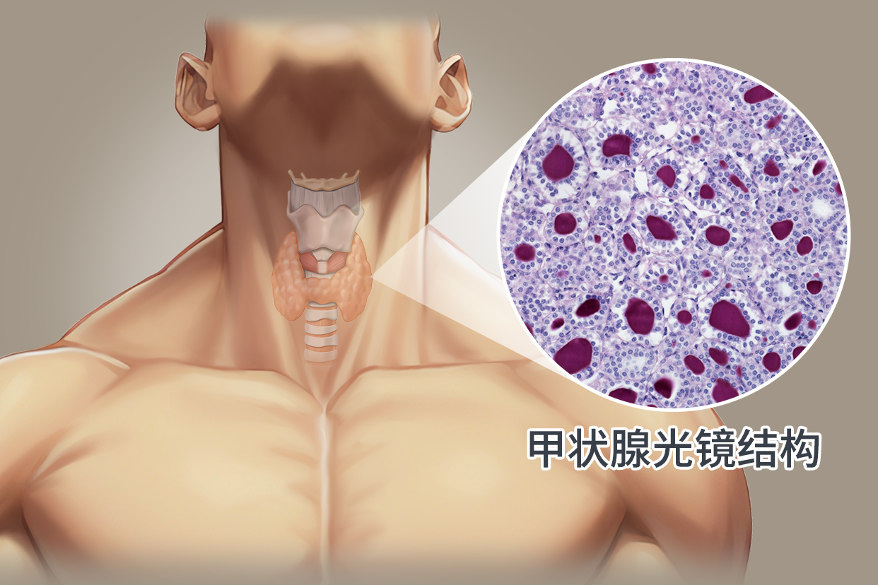 甲状腺光镜结构模式图