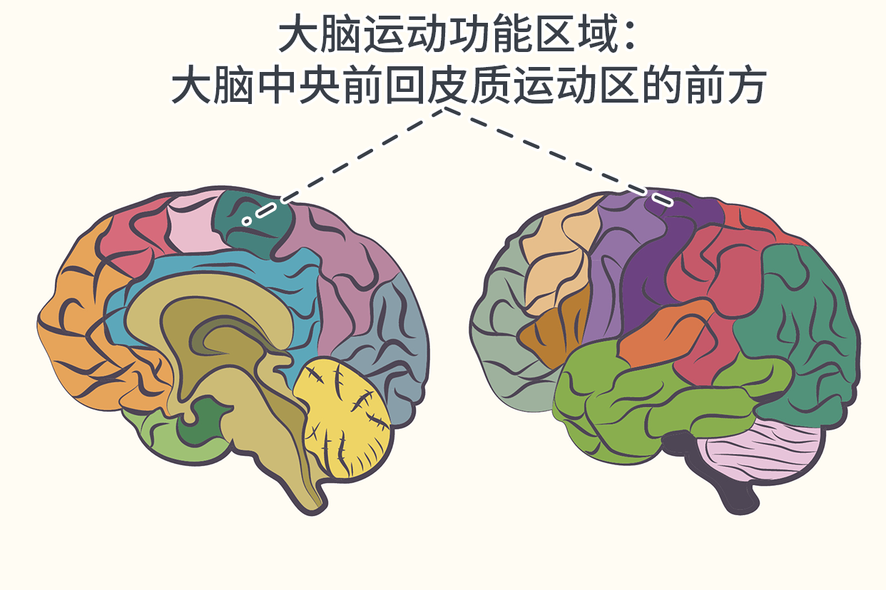 大脑运动功能区域分布图