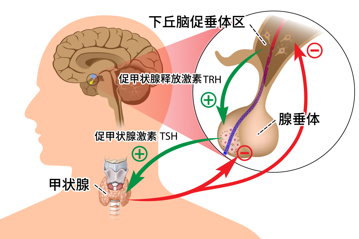 甲状腺轴图