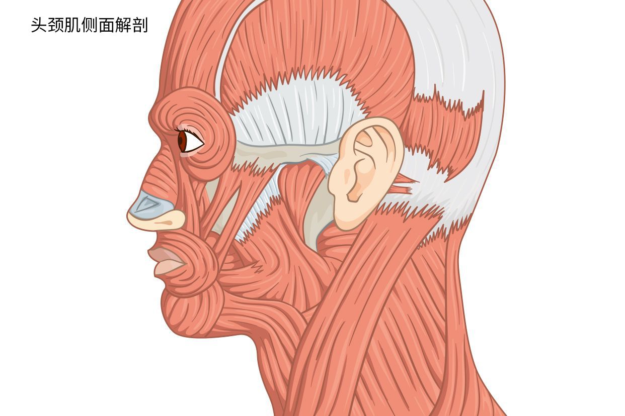 头肌侧面解剖图图片