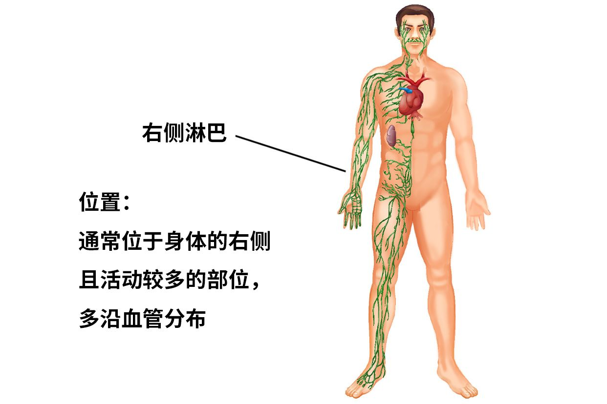 右侧淋巴位置图