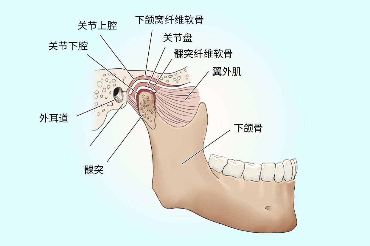 颞下颌关节的解剖图