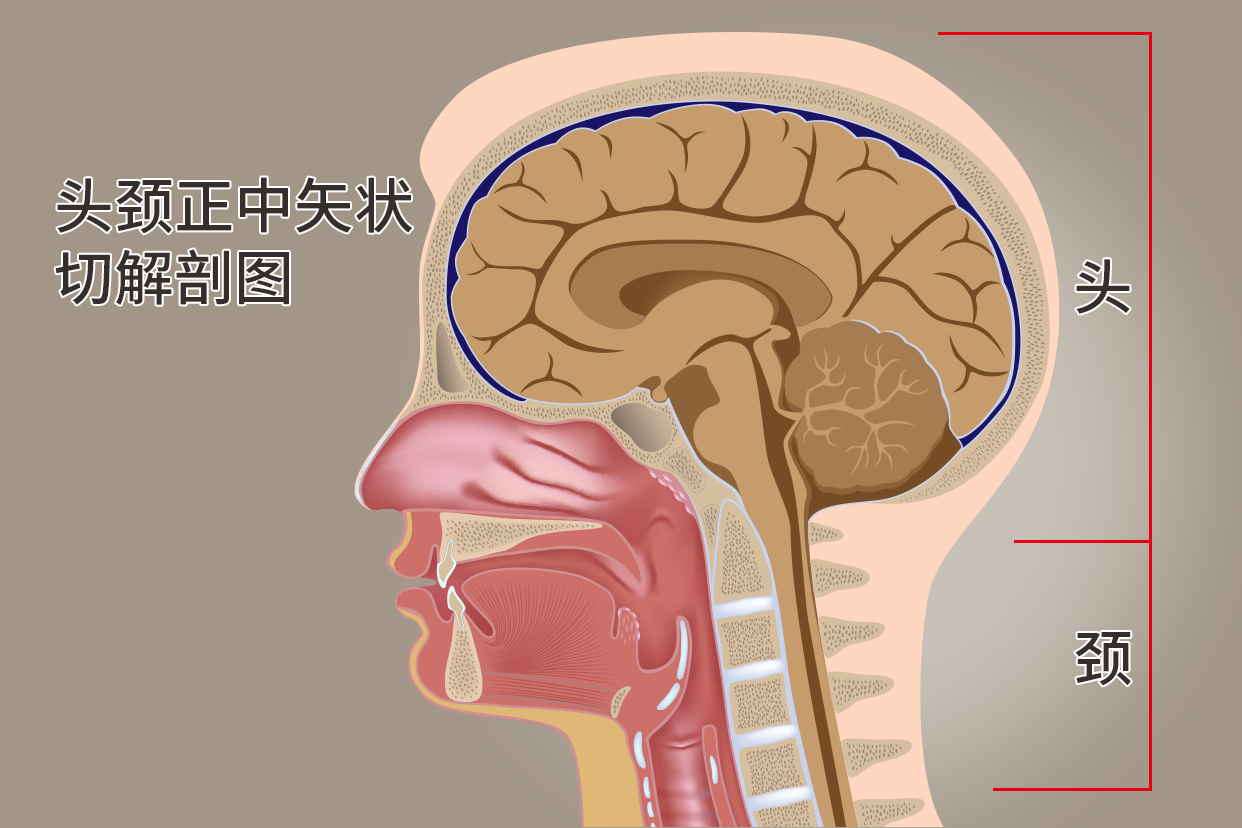 头部矢状位解剖图图片