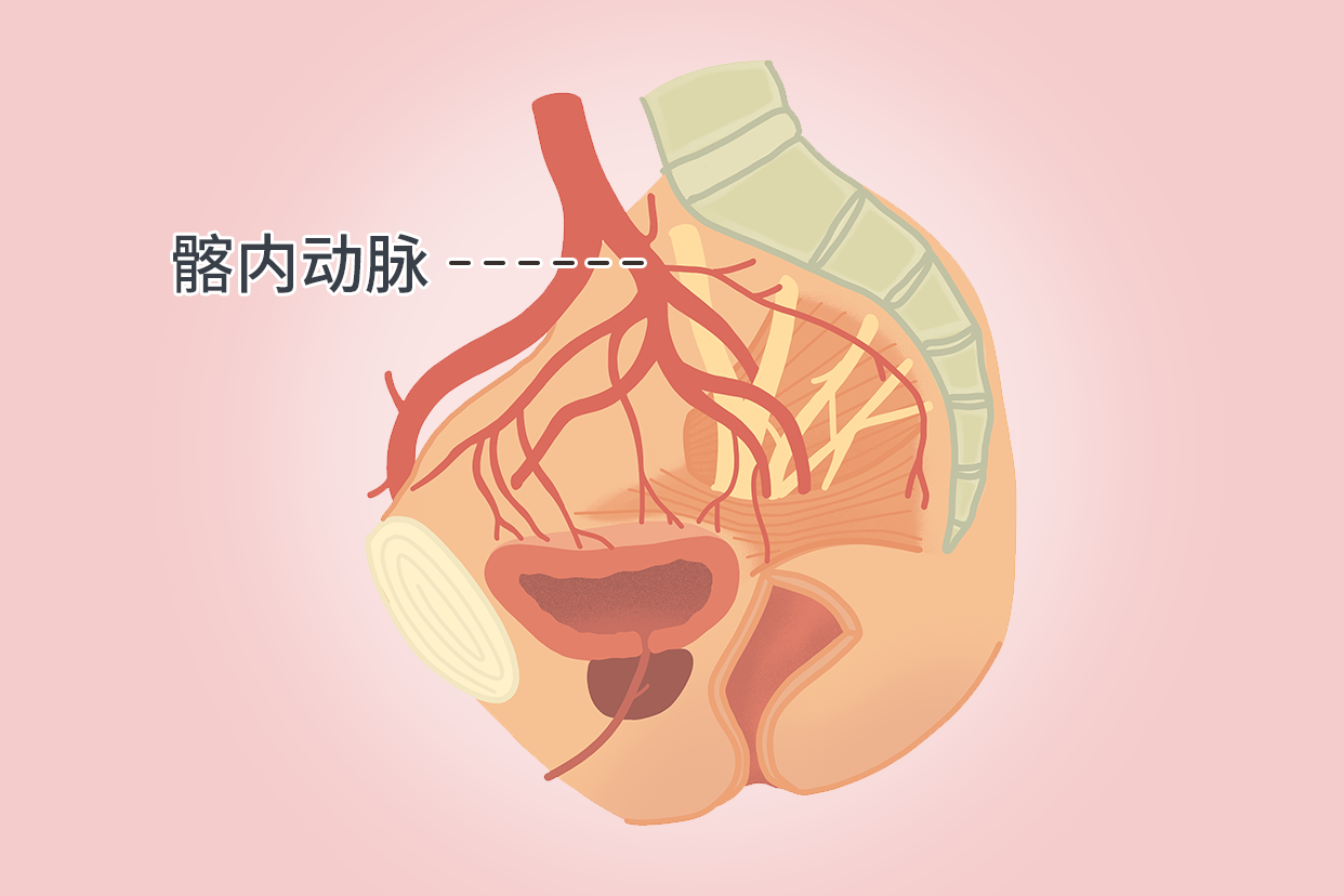 髂内外动脉图片