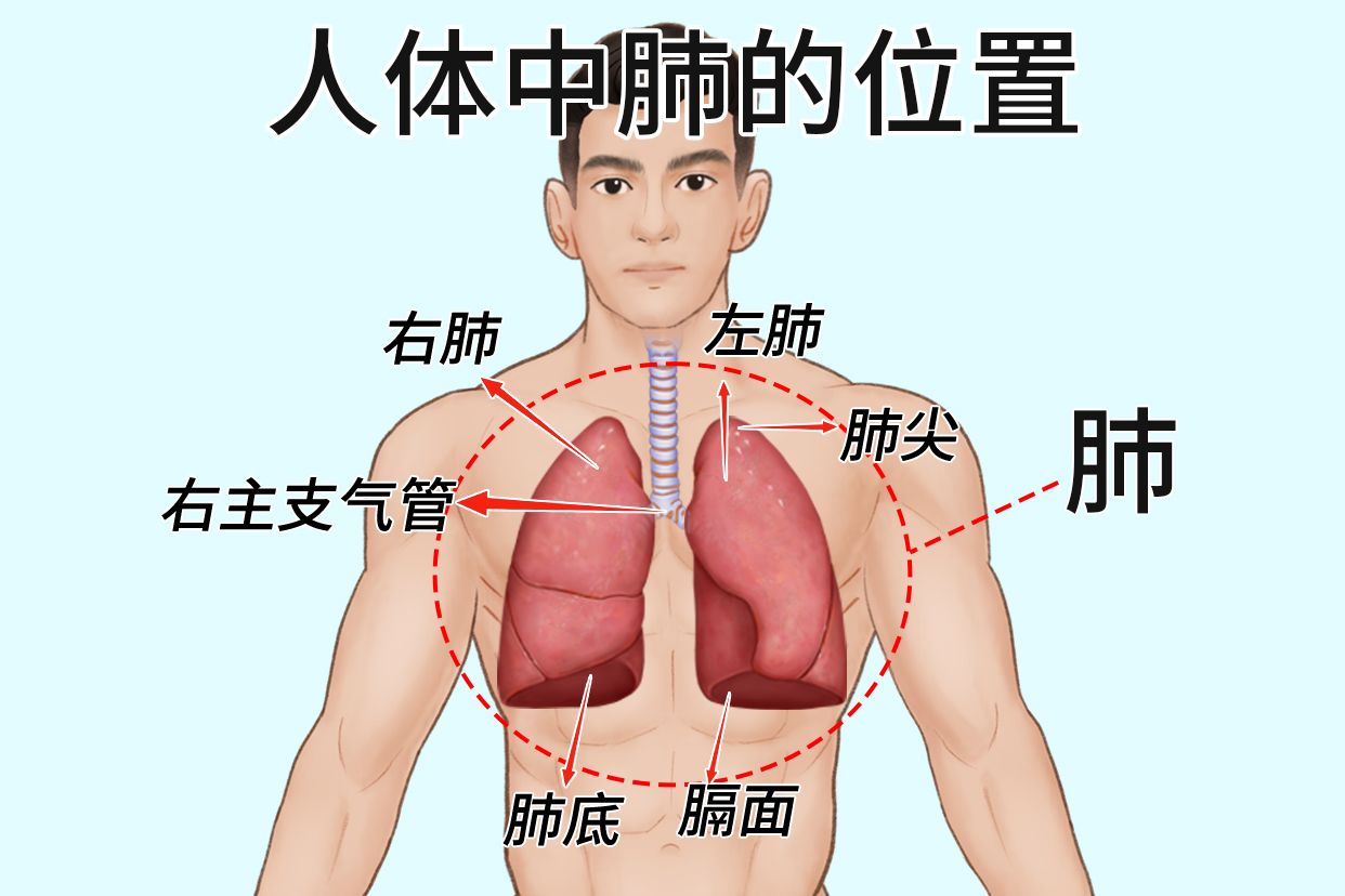 人体中肺的位置图片