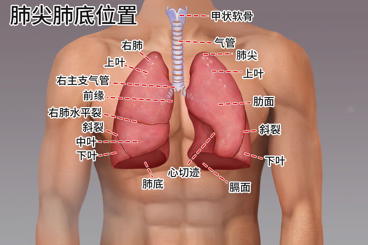 肺尖肺底的位置图片