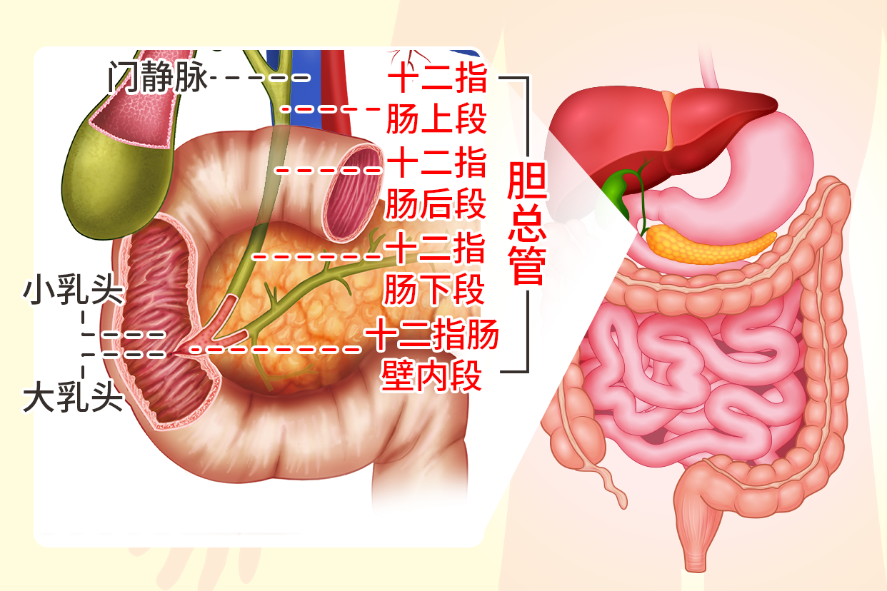 胆总管十二指肠上段的位置图