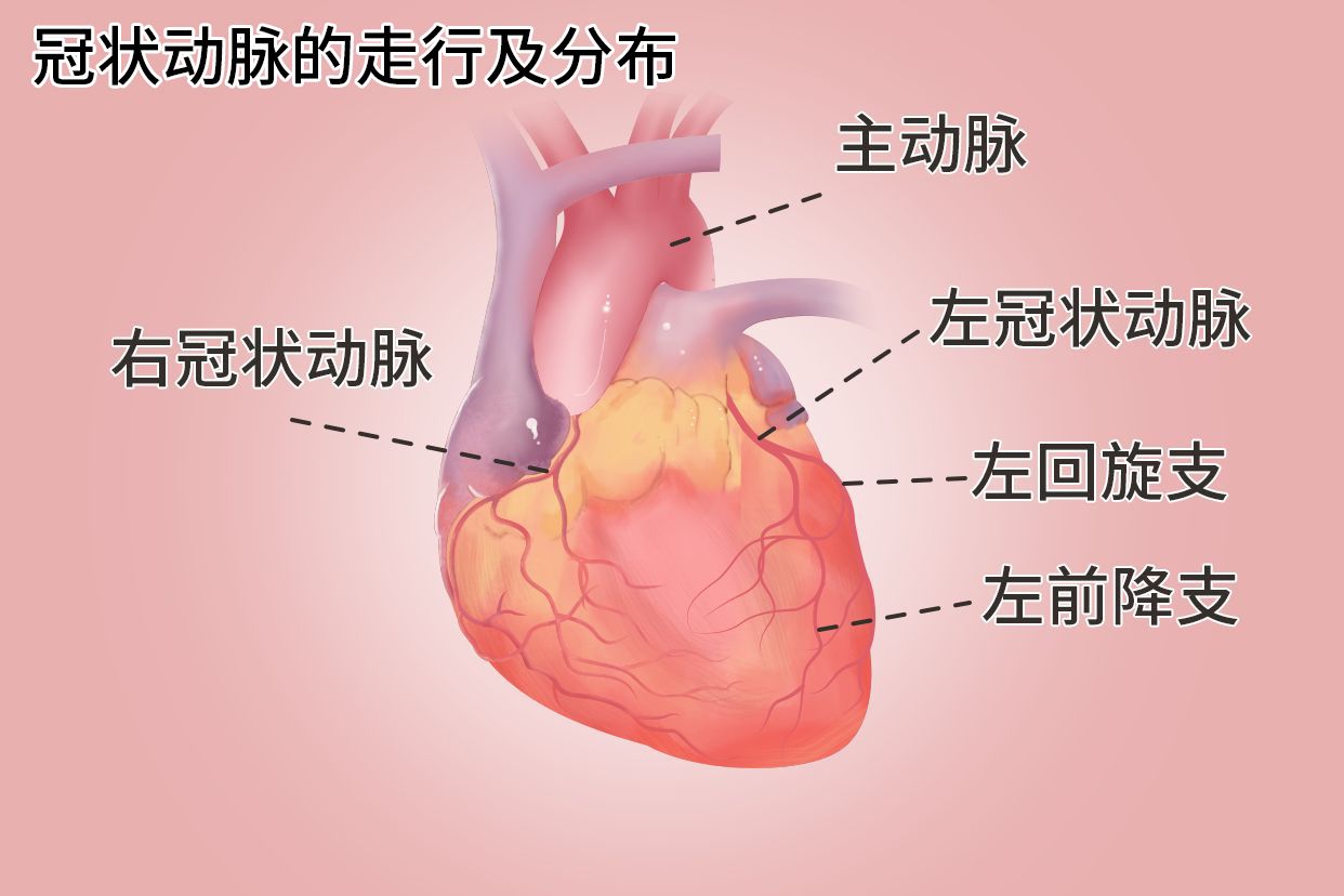 冠状动脉的走行及分布图
