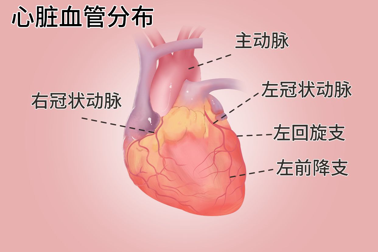 心脏血管分布图