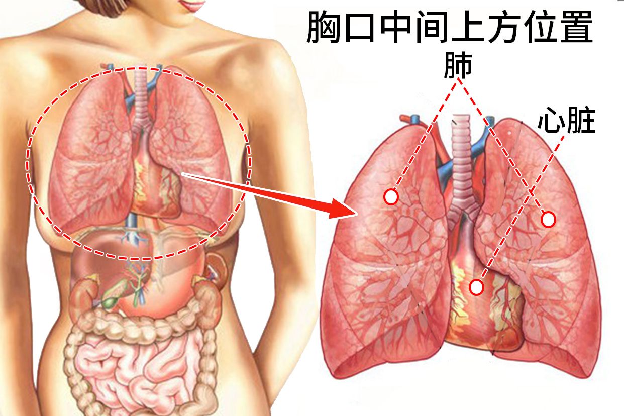 胸口中间上方是什么位置图片