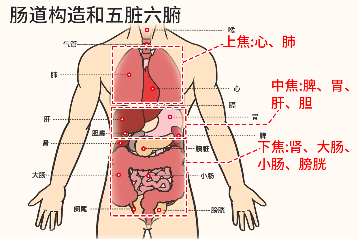 肠道构造及五脏六腑图