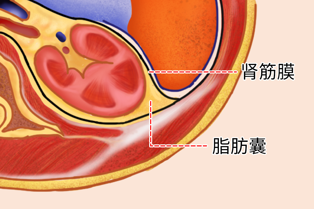 肾筋膜图片