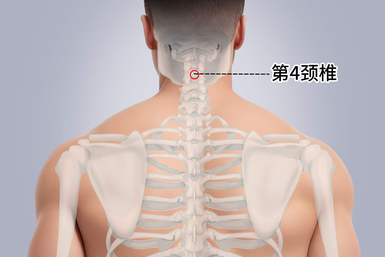 C4椎体的部位图