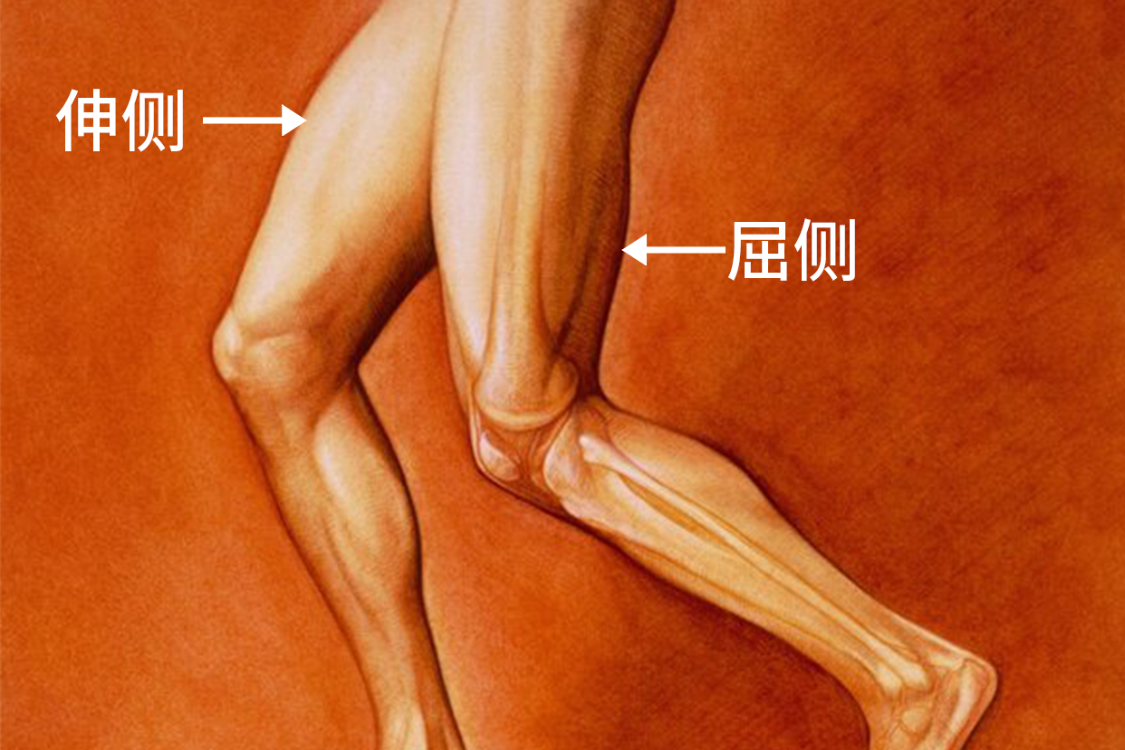 大腿伸侧部位图片