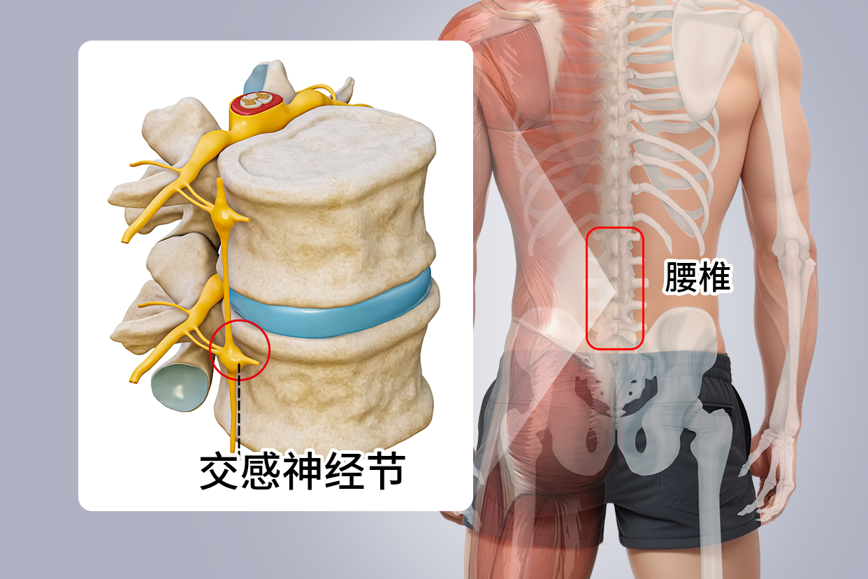 腰交感神经节位置图片
