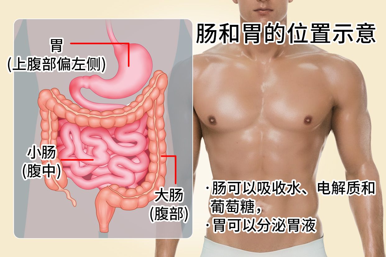 肠和胃的位置示意图