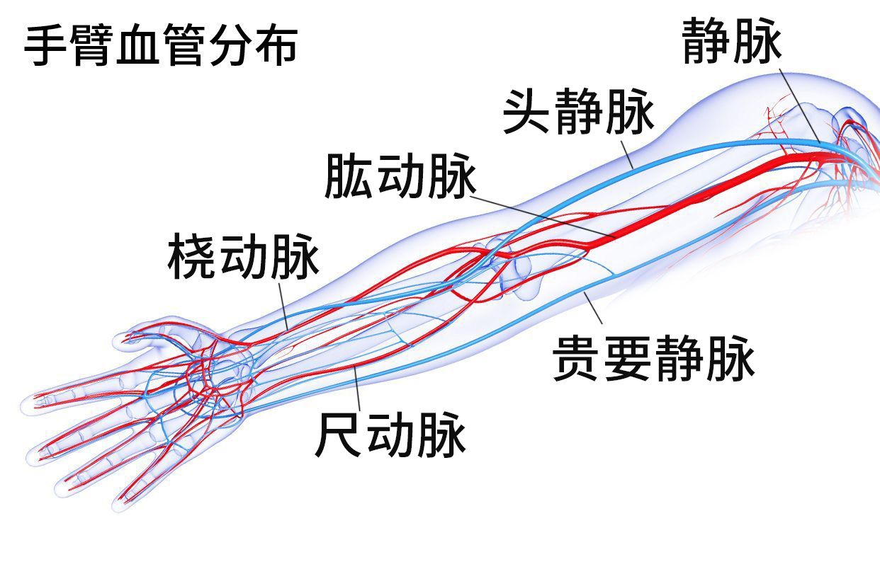 手臂血管分布图