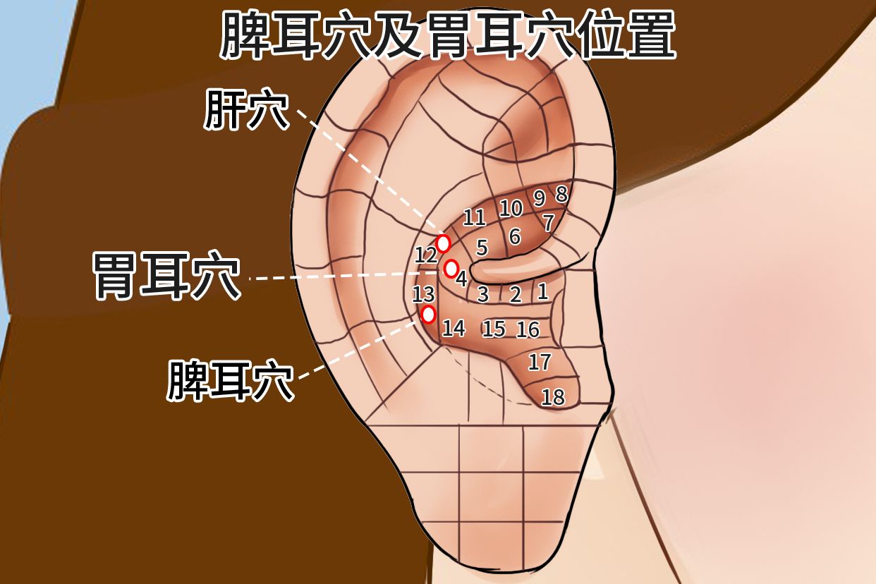 脾耳穴及胃耳穴位置图片