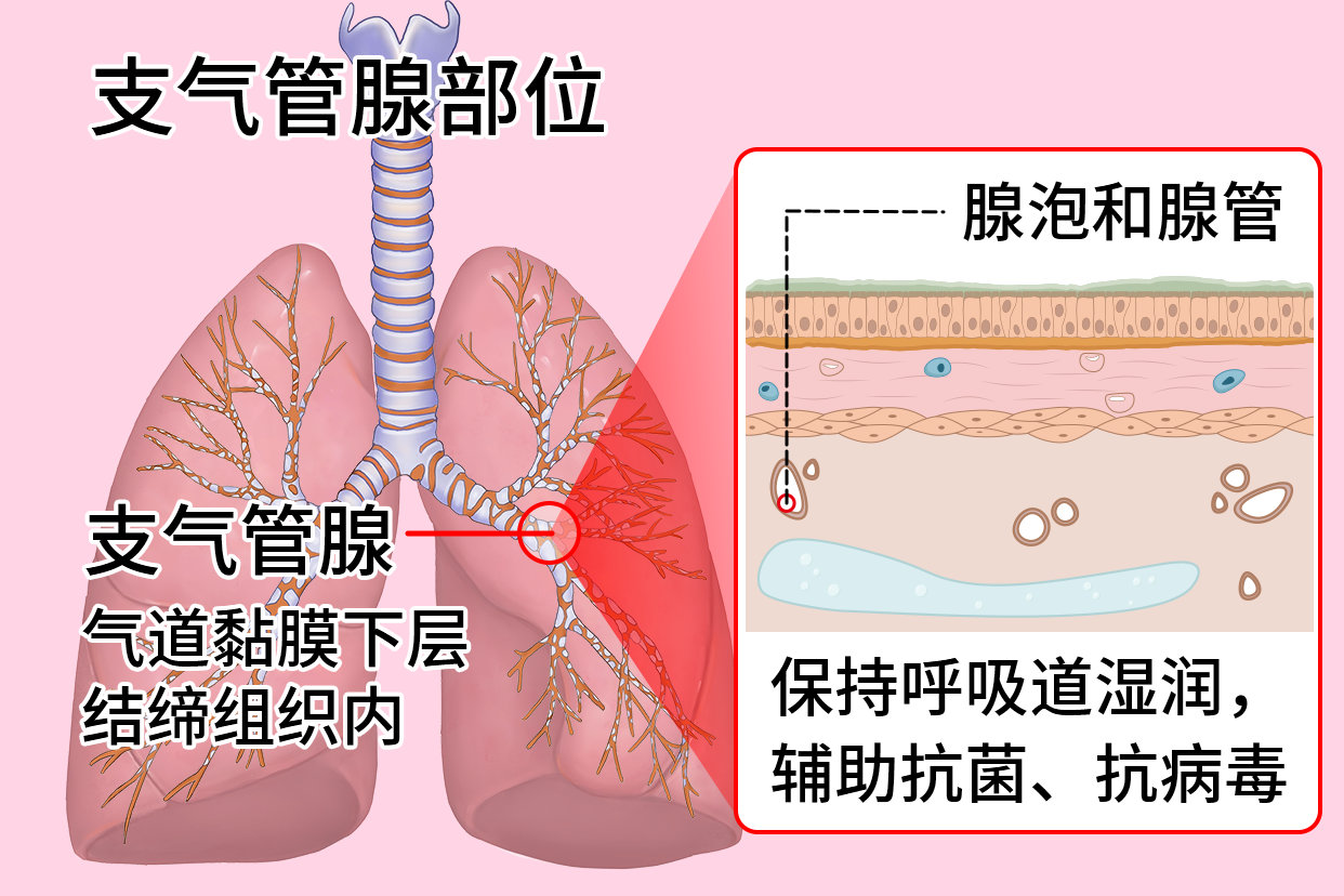 支气管腺部位图片